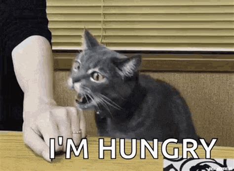 Cat Hungry GIF - Cat Hungry Nom Nom - Descobrir e Compartilhar GIFs