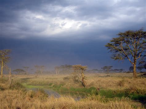 Serengeti landscape | Serengeti plains, Tanzania | Woodlouse | Flickr