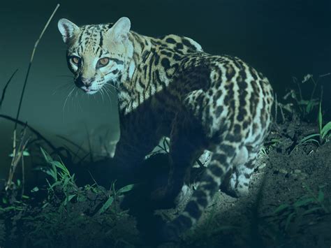 Ocelot Habitat