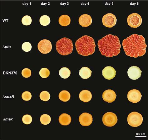 Phenazine production modulates colony morphology in P. aeruginosa PA14.... | Download Scientific ...