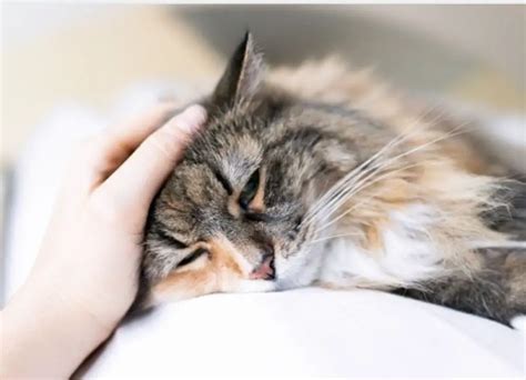 13 Simple Ways To Comfort A Dying Cat