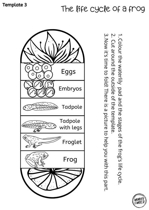 Life cycle of a frog foldable kids' craft | A4 and 11x8.5 inch | Printables | Science craft ...