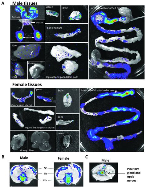 Bioluminescence analysis of ex vivo tissues. Ex vivo bioluminescence ...