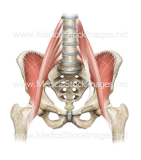 Hip Flexor Muscles and the Pelvis – Medical Stock Images Company