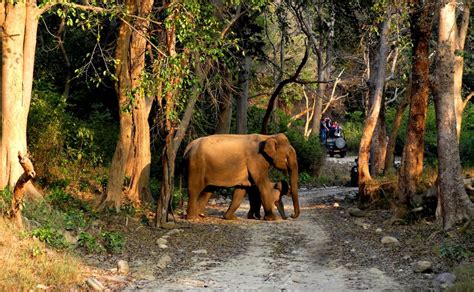 Hunter turns into Conservationist: Story of Jim Corbett National Park