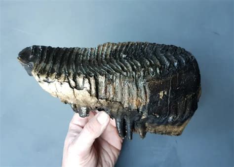 WOOLLY MAMMOTH MOLAR tooth Pleistocene Ice Age / Zahn £220.08 - PicClick UK