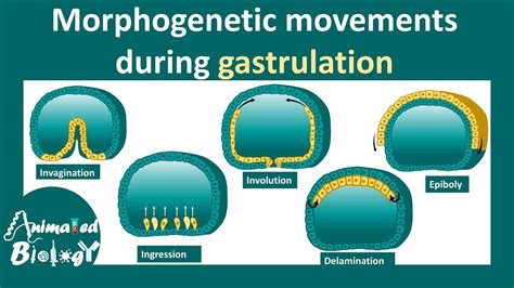 Morphogenetic movements | invagination, involution, ingression, delamination, & epiboly. - YouTube