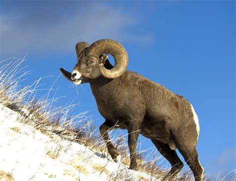 Mountain Animals With Big Horns