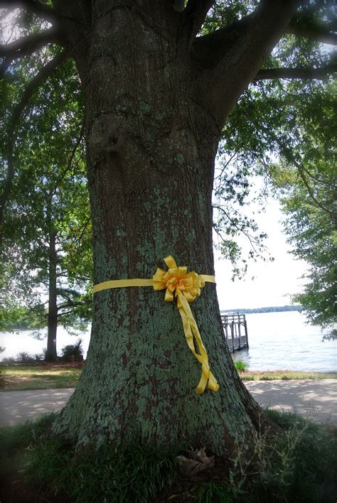 Tie a yellow ribbon around the old oak tree! | Oak tree, Old oak tree ...