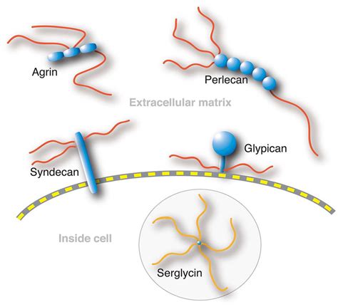 Heparan Sulfate Biosynthesis in Zebrafish - Beata Filipek-Górniok ...