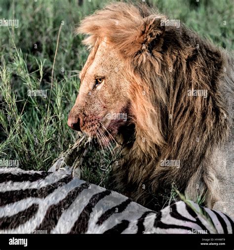 Lion eating zebra in Serengeti National Park Stock Photo: 137457833 - Alamy