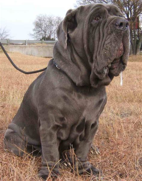 Neapolitan Mastiff - Dog Breed Information & Images - K9RL