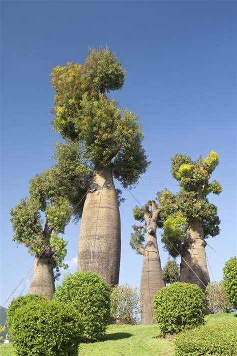 Australian Baobab Trees In Botanic Garden Stock Image - Image of ...