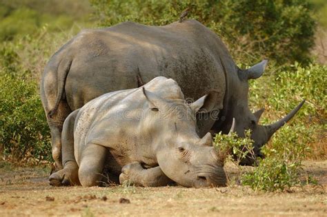 White Rhinoceros With Oxpecker Stock Image - Image of environment, oxpeckers: 5354995