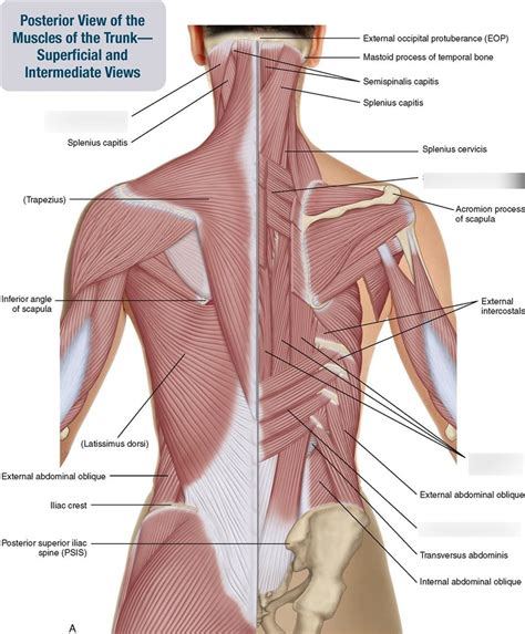 CSD-375 Respiration: Anatomy Posterior Thoracic Muscles of Inspiration ...