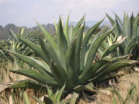 Tierra de Magueyes: mira los distintos tipos de magueyes en México (Infográfico) - Más de México ...