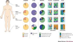 The human skin microbiome | Nature Reviews Microbiology