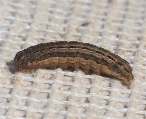 Brown Spotted Caterpillar