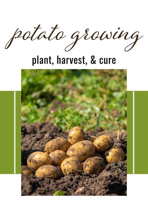 Potato Planting Season, Harvesting & Curing Guide