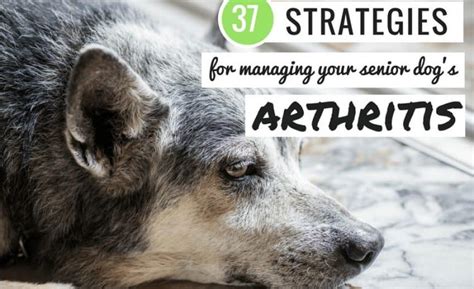 35 Strategies and Treatments for Managing Your Dog's Arthritis