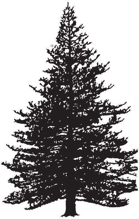 Black Pine Tree Pinus Contorta Tree Png Silhouette Clip Art Image Png | Images and Photos finder
