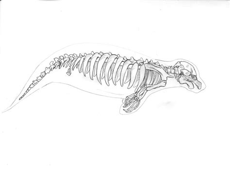 Manatee Skeleton by Lacie-Lady-Lynx on DeviantArt