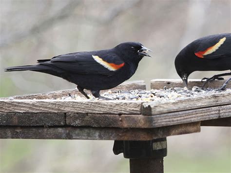 How to Make a Platform Bird Feeder