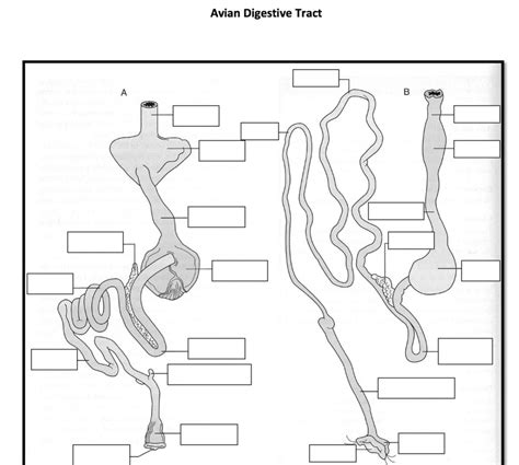 Diagram of Avian System - Digestive Tract | Quizlet