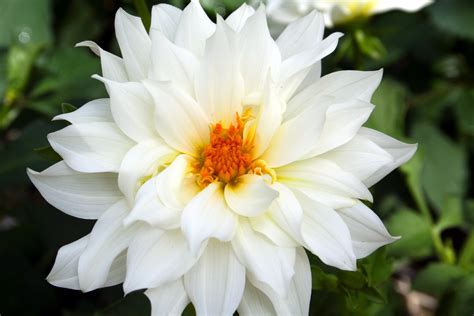 white flower | Jameswoodward's Weblog