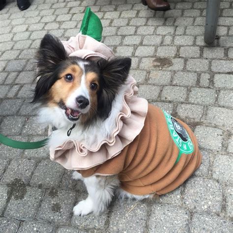 19 Dog Costumes on Amazon That Are 100 Percent Worth It | Always Pets