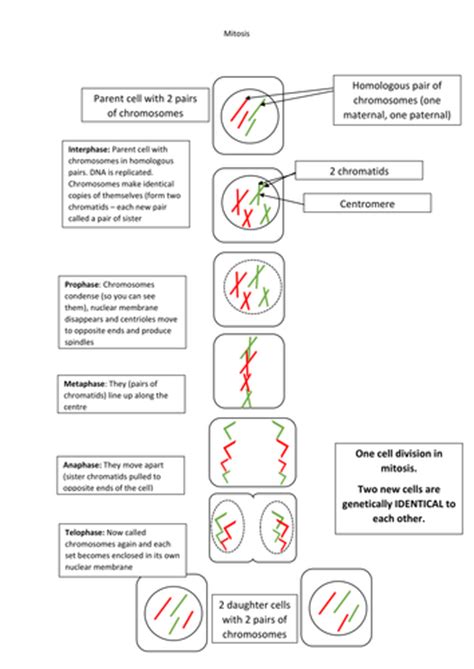 Mitosis and Meiosis diagrams - cell division comparison GCSE extension ...