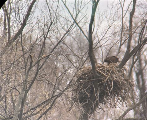 2021 Bald Eagle Nesting Updates - 1000 Islands Environmental Center