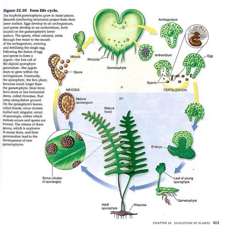 Diagram of the Life Cycle of a Fern