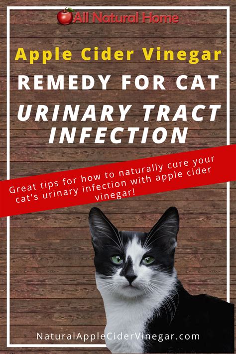 Apple Cider Vinegar Remedy for Cat Urinary Tract Infections (UTI) - All Natural Home in 2020 ...