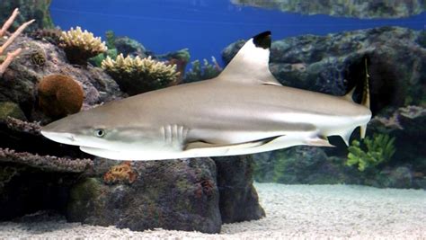 Blacktip Reef Shark – "OCEAN TREASURES" Memorial Library