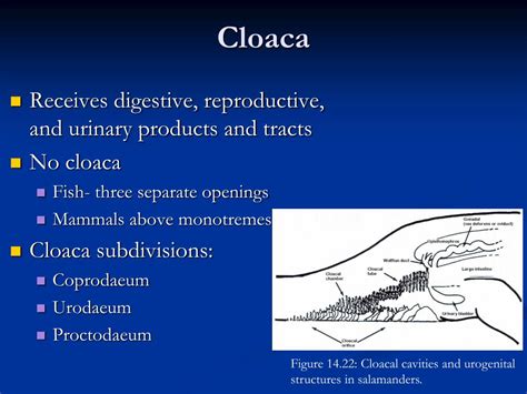 PPT - Comparative Anatomy Urogenital System PowerPoint Presentation, free download - ID:583288