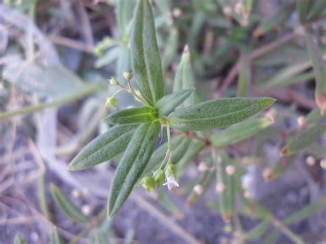 Rumput Mutiara | Rumput Mutiara (Oldenlandia corymbosa) | Nelindah | Flickr