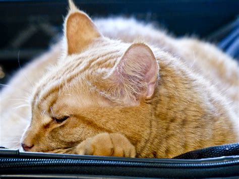 Sleeping Orange Tabby Free Stock Photo - Public Domain Pictures