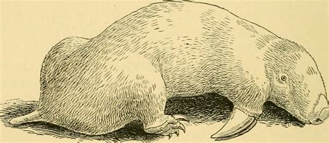 Southern marsupial mole anatomy — Comparative Brain Anatomy