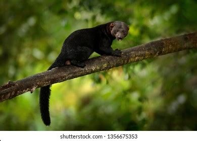 104 Tayra Images, Stock Photos & Vectors | Shutterstock