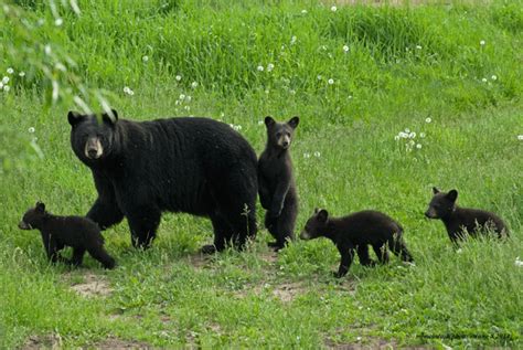 DGIF Reminds Residents That Spring Brings Increased Bear Activity | The Roanoke Star News