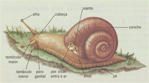 Segundo Ano Biologia: Moluscos