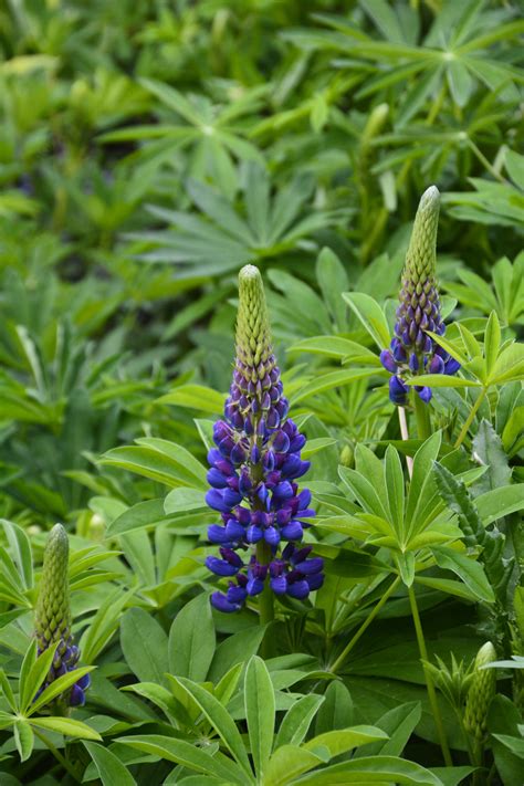 Gallery Blue Lupine • Kiwi Nurseries Ltd