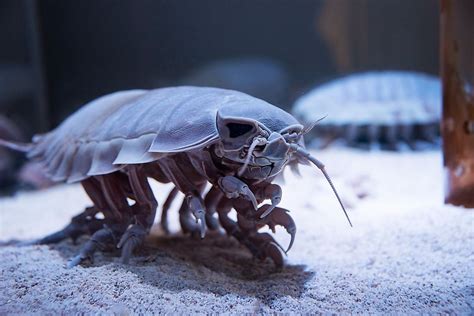 Giant Isopod Bathynomus Giganteus