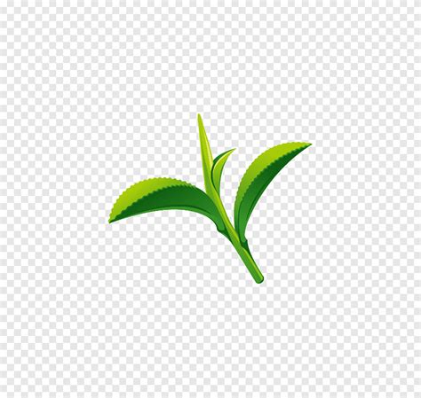 Green tea Leaf Logo, green tea, leaf, tea Vector png | PNGEgg