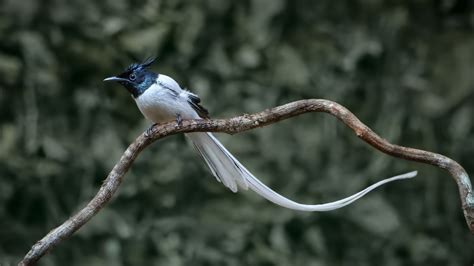 Top 10 Most Amazing Birds with Long Tails - toplist.info