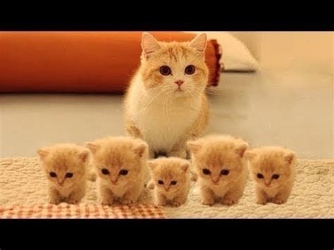 So many cute kittens videos compilation 2023 - YouTube