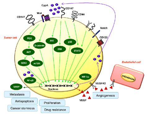 Major oncogenic signaling pathways regulated by CypA/CD147 axis. CypA ...