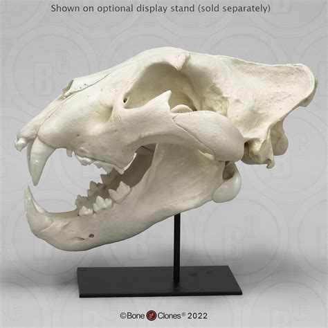 Extra Large African Lion Skull, Male - Bone Clones - Osteological ...