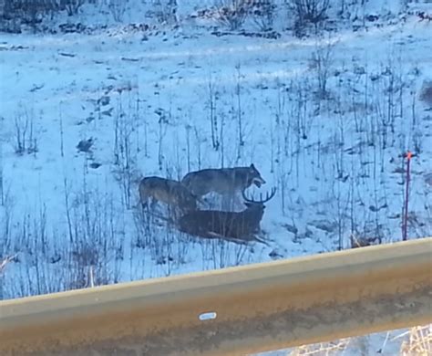 Video: Wolves Attack Deer in Alberta | OutdoorHub